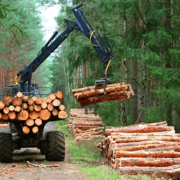 Отбор и заготовка древесины