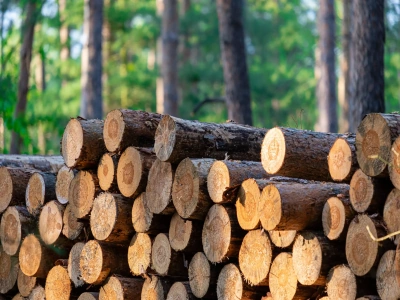 Дрова акация